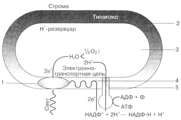 Рис 11 Общая схема процессов световой фазы фотосинтеза протекающих в - фото 20
