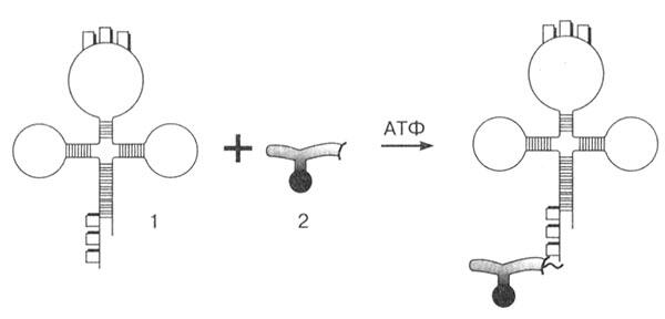 Рис 21 Активирование и кодирование аминокислоты 1 тРНК 2 аминокислота - фото 68