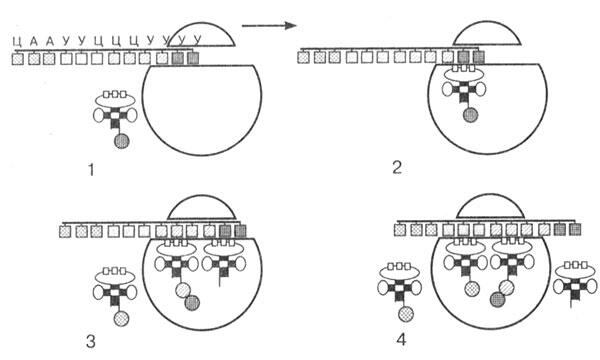 Рис 22 Схема биосинтеза полипептидной цепи Стрелкой показано направление - фото 69