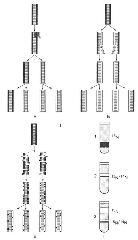 Puc 24 Гипотезы процесса репликации ДНК 1 А консервативная Б - фото 71