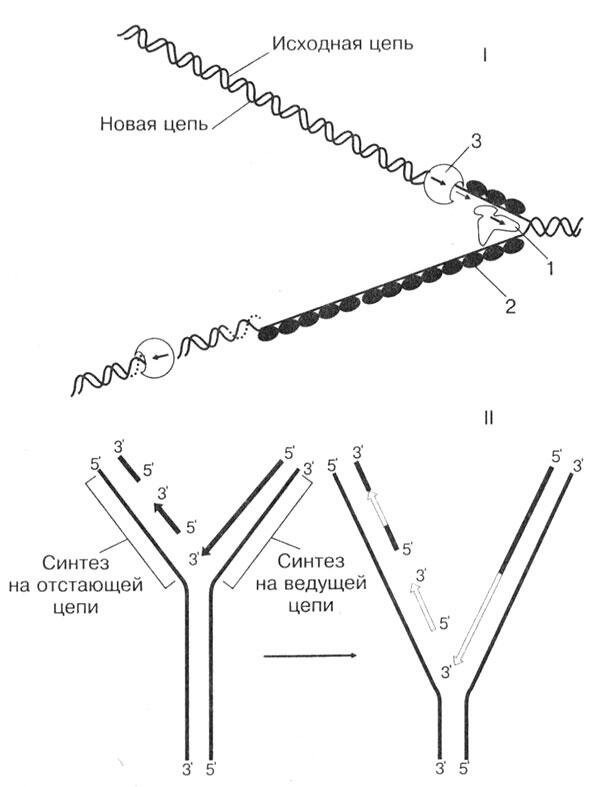 Рис 25 Репликация ДНК I строение репликационной вилки 1 - фото 72