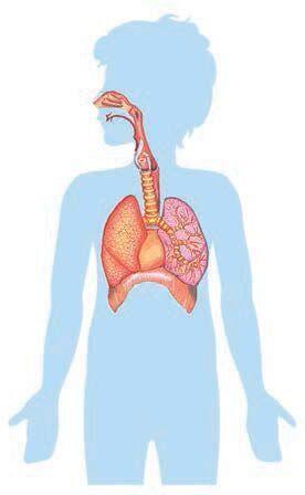 Дыхательная система Кровеносная система Опорнодвигательная система Органы - фото 15