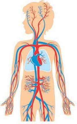 Кровеносная система Опорнодвигательная система Органы выполняющие общую - фото 16