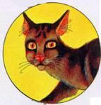 Бурая поджарая кошка с желтыми глазами Гордая умная упрямая и самая - фото 47