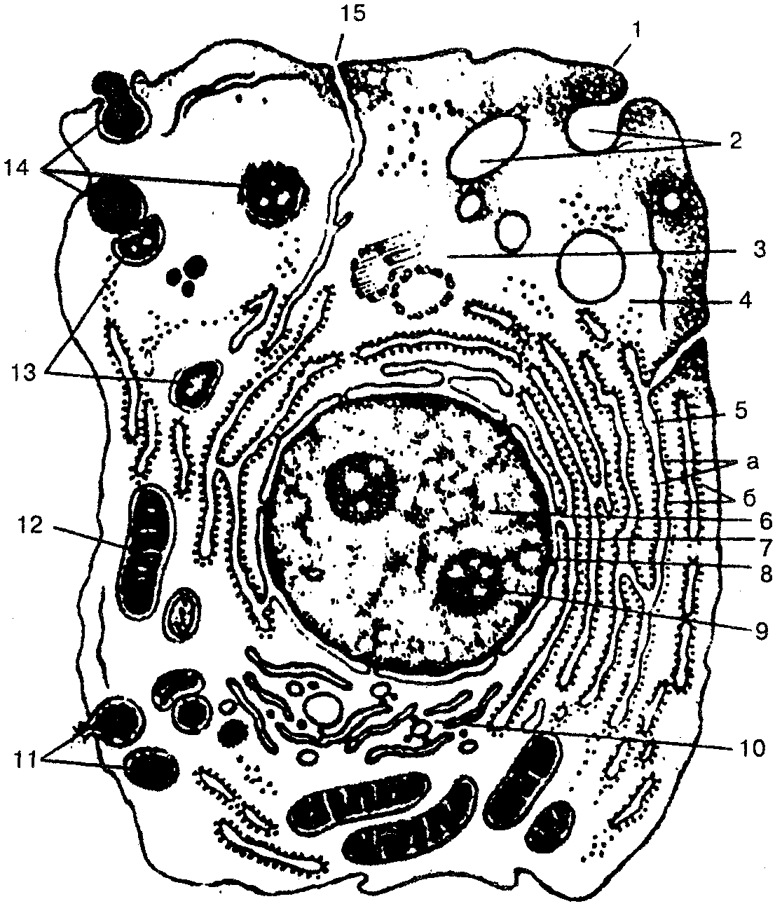 Рис 2 Схема ультрамикроскопического строения клетки по М Р Сапину Г Л - фото 3