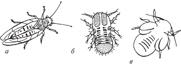Рис 1 Яблонная медяница а взрослое насекомое б личинка в нимфа - фото 2
