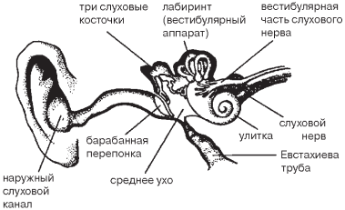 Ухо делят на наружное среднее и внутреннее Нервные связи внутреннего уха с - фото 1