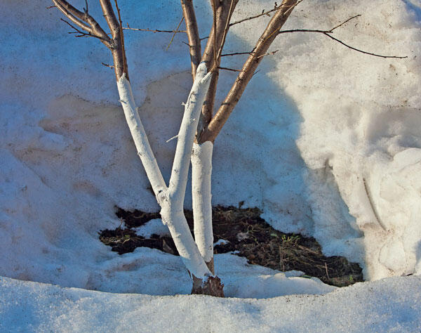 Садоводам Стряхиваем мокрый снег с ветвей чтобы они не поломались Яркое - фото 4