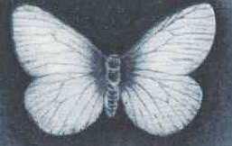 Сегодня эта бабочка считается вредителем А ведь она жила на Земле и тогда - фото 54