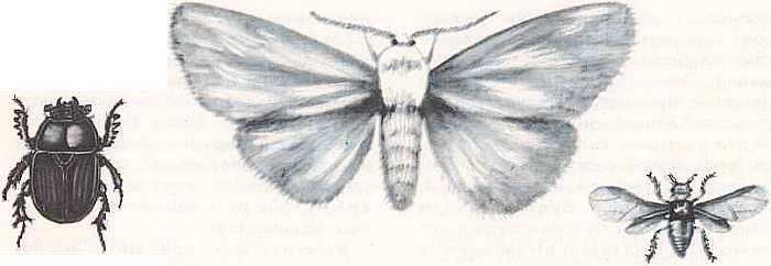 Американская белая бабочка колорадский жук и филлоксера попали к нам из - фото 59