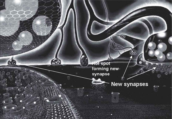 Кроме того усиление порождает новые синапсы которые помогают упроченным уже - фото 28