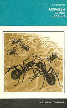 Эдвард Уилсон - Путешествие к муравьям