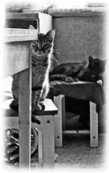 Количество кошек в квартире у тети Жени не поддавалось исчислению Стоило войти - фото 100