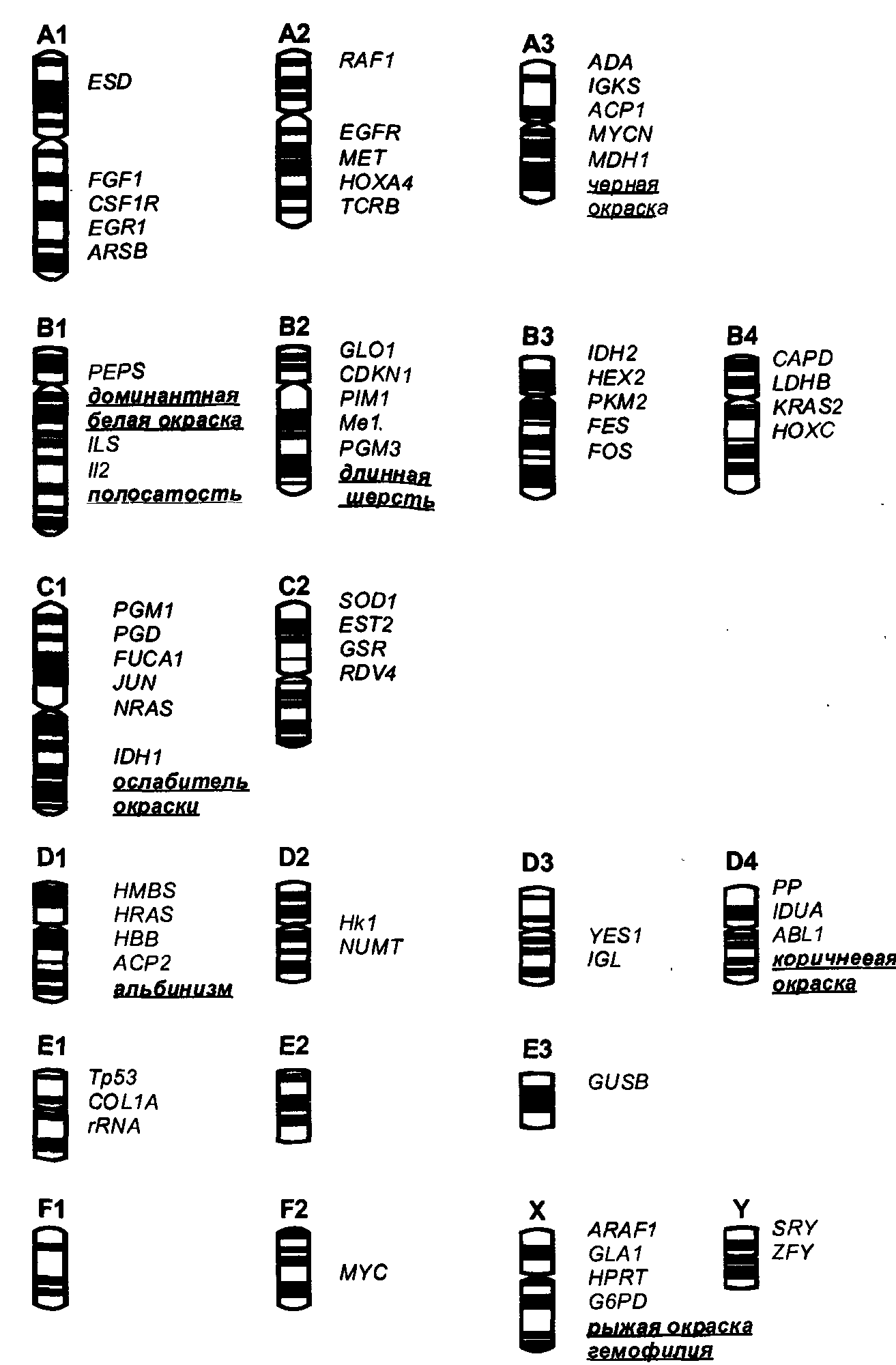 Хромосомные карты домашней кошки Слева схемы хромосом кошки справа списки - фото 8