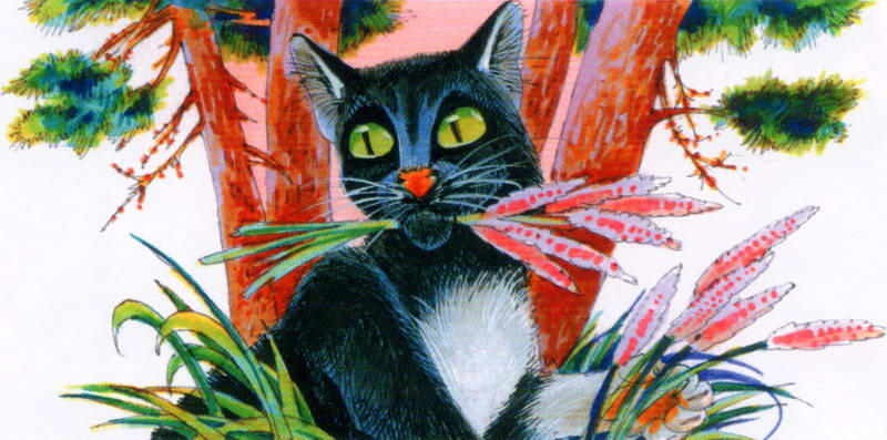 Этот черный длинношерстый кот с белыми ушками грудкой и двумя белыми лапами - фото 76