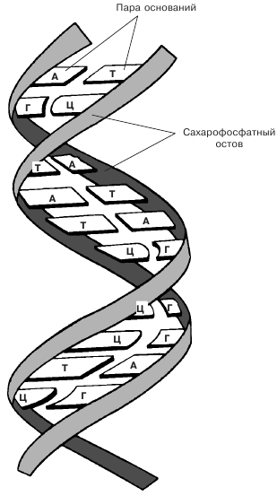 Рис 2 Двойная спираль ДНК Две цепи обвиты одна вокруг другой Каждая цепь - фото 9