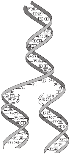Рис 3 Репликация ДНК Двойная спираль расстегивается по слабым водородным - фото 10