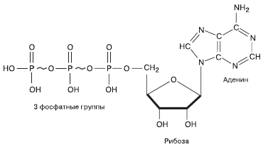 Рис 4 Состав молекулы АТФ 1 При отщеплении одного остатка фосфорной кислоты - фото 12