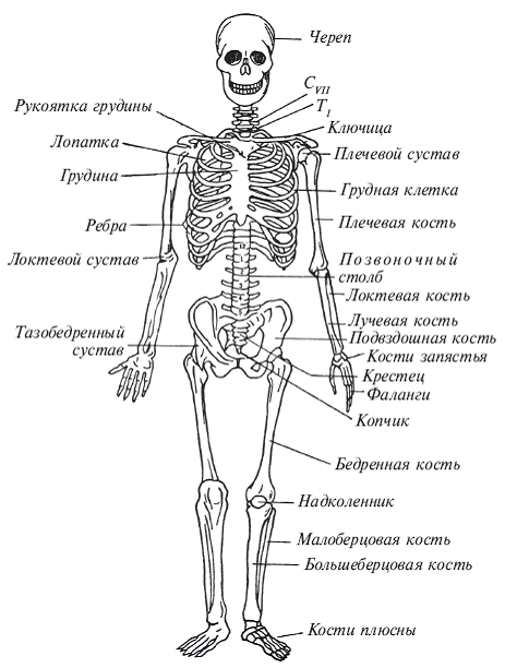 Рис 1 Схематическое изображение скелета человека Утомление вызванное - фото 1