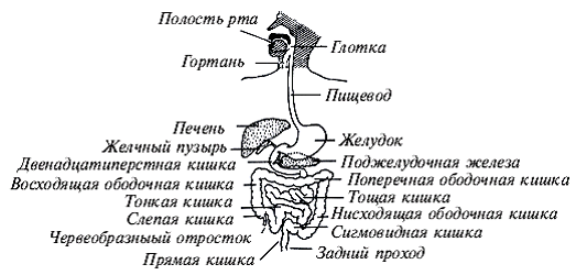 Рис 34 Схематическое изображение органов пищеварения Кал имеет тенденцию - фото 19