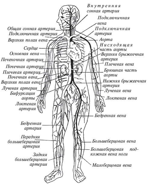 Рис 2 Схематическое изображение основных артерий и вен человека Интенсивное - фото 2