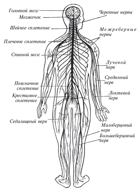 Рис 7 Схематическое изображение нервной системы человека Длительность - фото 5
