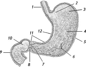 Рис 2 Схема пищевода желудка и двенадцатиперстной кишки 1 пищевод 2 - фото 2