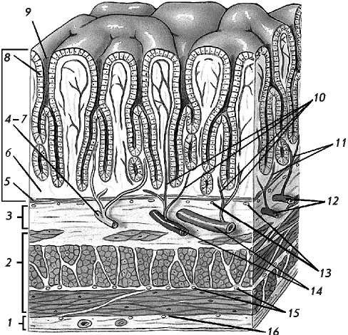 Рис 3 Анатомия стенок желудка 1 серозная оболочка 2 мышечная - фото 3