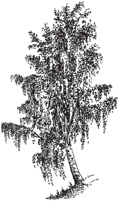 Рис 1 Береза повислая Листья длинночерешковые гладкие с обеих сторон - фото 1