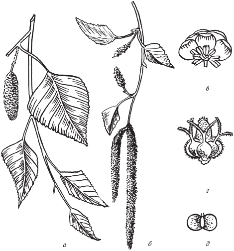 Рис 2 Березовые сережки цветки и семя а пестичные сережки б тычиночные - фото 2