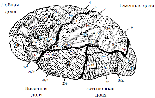 Рис 3 Цитоархитектоническая карта коры мозга человека наружная поверхность - фото 6