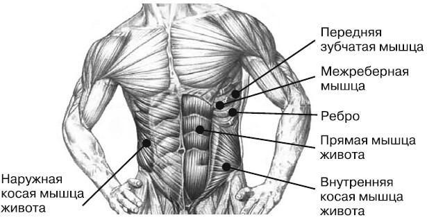 Рис 21 Мышцы живота 1 Прямая мышцаОсновная функция прямой мышцы - фото 1