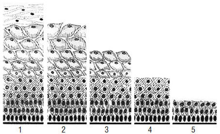 Рис2 Степени созревания многослойного плоского эпителия 21 1 в середине - фото 1
