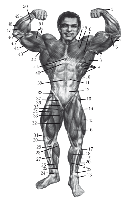 Рис 1 Мышцы фронтальной поверхности тела 1 шиловидный отросток лучевой - фото 1