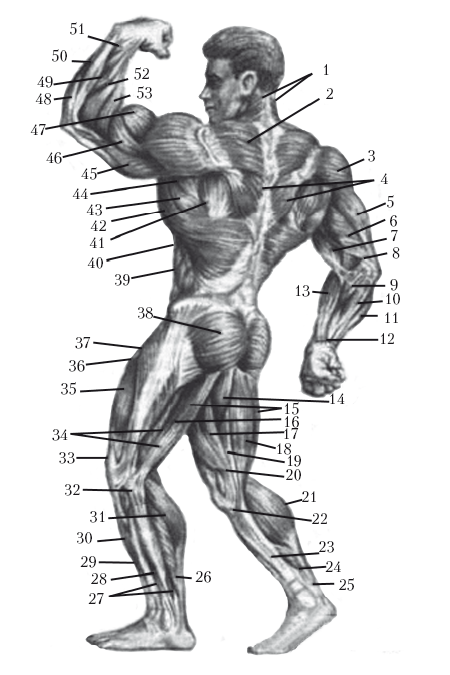 Рис 2 Мышцы задней части тела 1 верхняя трапециевидная мышца 2 средняя - фото 2