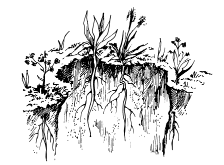 Рис 1 Расположение корней растений в слоях почвы Микрофлора почвы В - фото 1