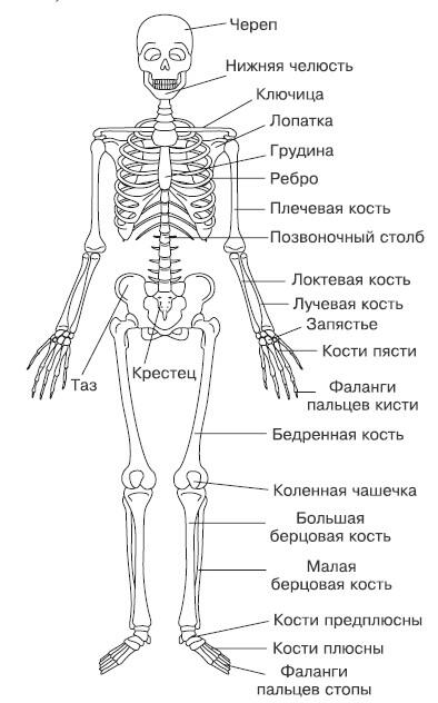 Рис 11Строение скелета человека Можно сказать что строение суставов - фото 3
