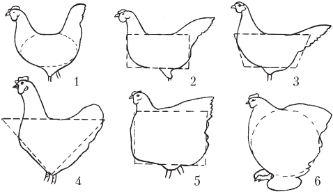 Типы туловища кур1 яйцевидное 2 прямоугольное 3 трапециевидное 4 - фото 4