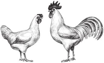 Леггорн Кросс ЛоманнБраункоричневый цыплята достигают половой зрелости в - фото 10