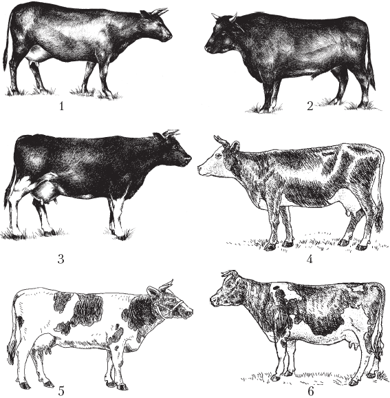 Молочные породы коров1 красная степная 2 бык красной степной породы 3 - фото 11