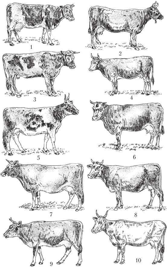 Молочные породы коров1 голландская 2 англерская 3 нормандская 4 - фото 12