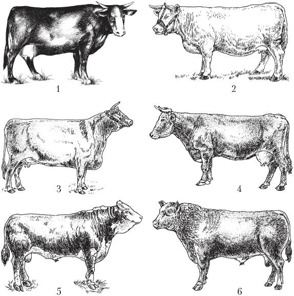 Мясные породы коров1 украинская 2 шароле 3 шортгорн 4 бестужевская - фото 13