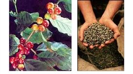 Сбор урожая осуществляется либо за один раз для низкосортного кофе либо - фото 2