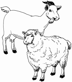 Овцы как вид домашних животных преимущественно распространены в Поволжье и - фото 1