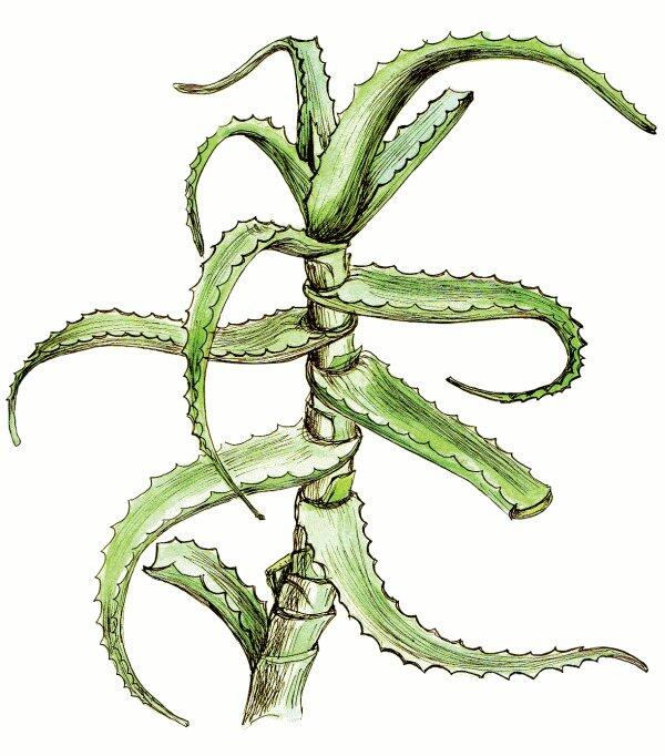 Алоэ Aloe arborescens Алоэ древовидное также известно как Столетник Вид - фото 3