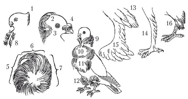 Украшения из перьевописание в тексте Окраска и рисунки оперения у голубей - фото 5