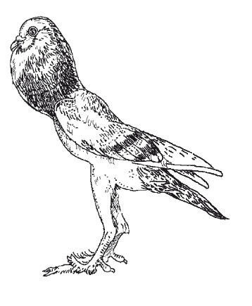Английский карликовый дутыш Это изящный зобатый голубь унаследовавший признаки - фото 8