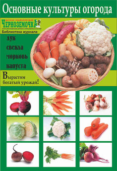 Светлана Ращупкина - Овощи и зелень. Огород на моем подоконнике