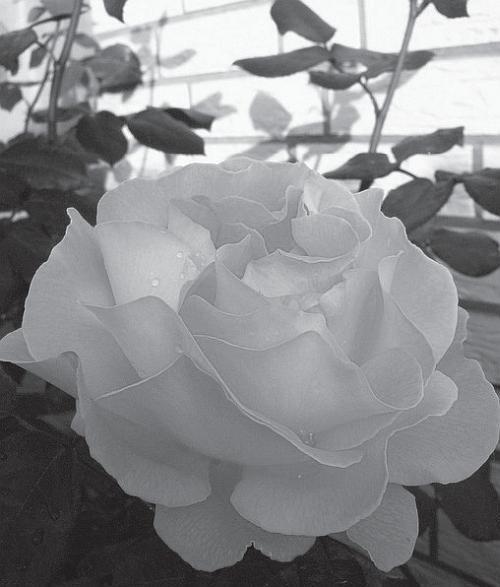 Классификация роз Почти каждый год появляются новые сорта роз со - фото 2