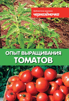А. Панкратова - Опыт выращивания томатов